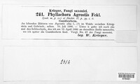 Phyllachora agrostis image